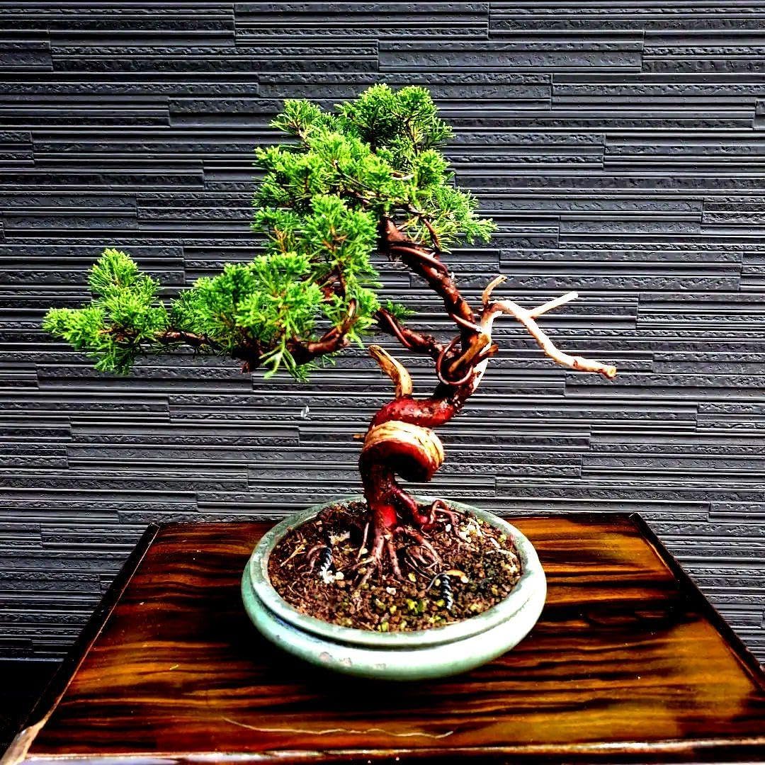 PSA10 REバース 放置少女 ハンニバル pp PSA10 REバース 放置少女 ハンニバル pp